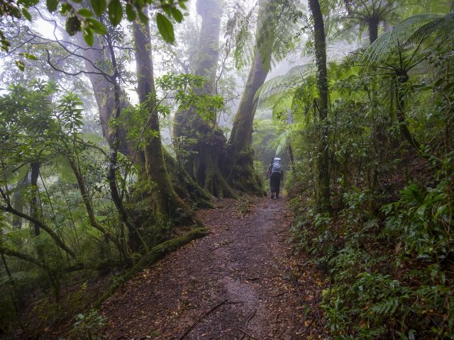 The Border track is the backbone of Lamington's track system and a section of the Gold Coast Hinterland Great Walk.