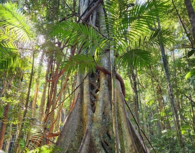 Photo of strangler fig in Mapleton National Park.