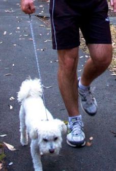 Keep dogs on a leash at all times and walk them on walking tracks and shared trails only.