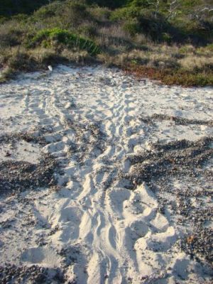 A marine turtle track.