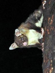 Yellow-bellied glider. 