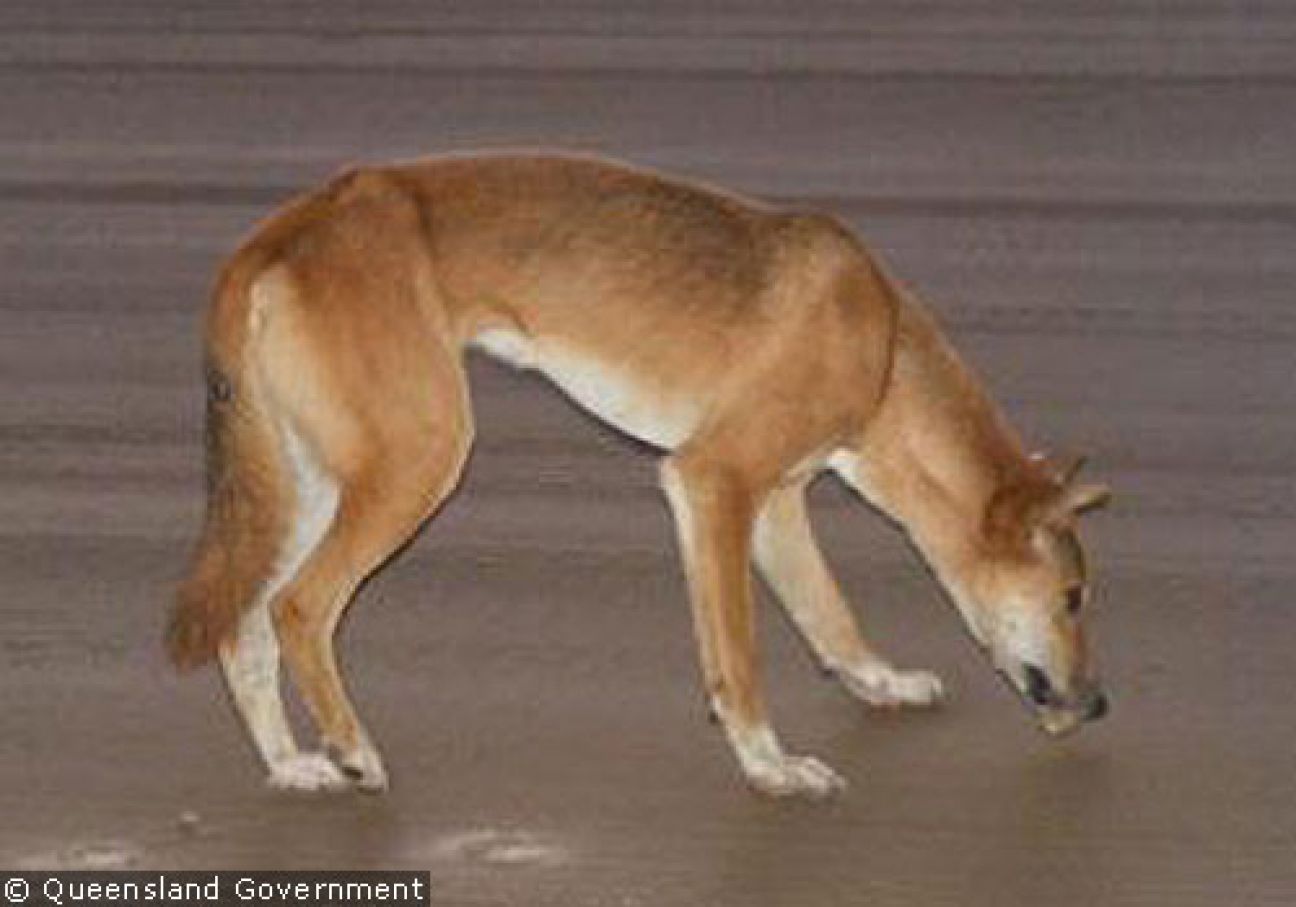 Fraser Island Dingoes