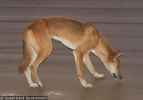 Fraser Island Dingoes