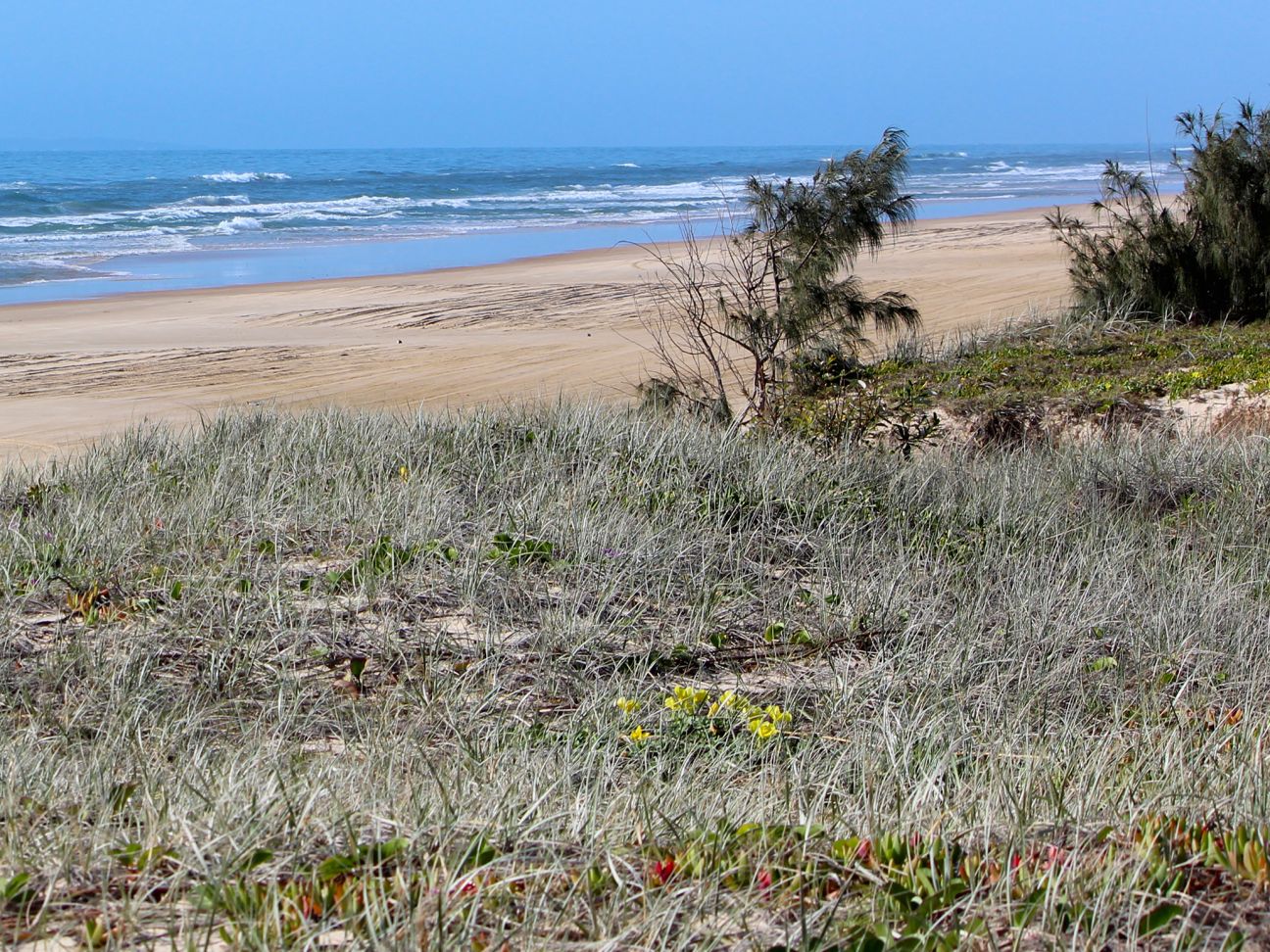 Beach camping zone 2 - One Tree, Cornwells, Gabala | K'gari, Great ...