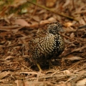 Image of a Black-breasted button-quail.