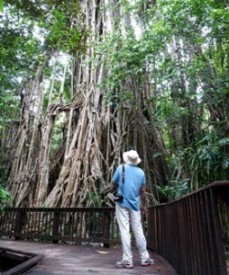 cathedral fig tree 