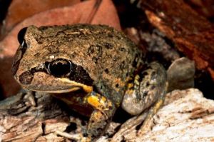 Image of a scarlet-sided pobblebonk frog.