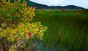 Minjerribah's wetlands, foreshore swamps and interconnecting land are listed as part of the Moreton Bay Ramsar site. 
