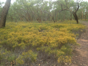 On the road to Wúndu camping area, enjoy Jacksonia quinkanensis, which forms a carpet of tiny yellow flowers under the yellow jackets (Eucalyptus similis).