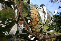 Image of a banksia. Banksias flourish in the dry heath community on the creek banks.