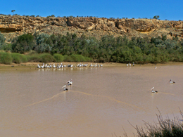 Permanent waterholes are a perfect place to photograph waterbirds at Diamantina.