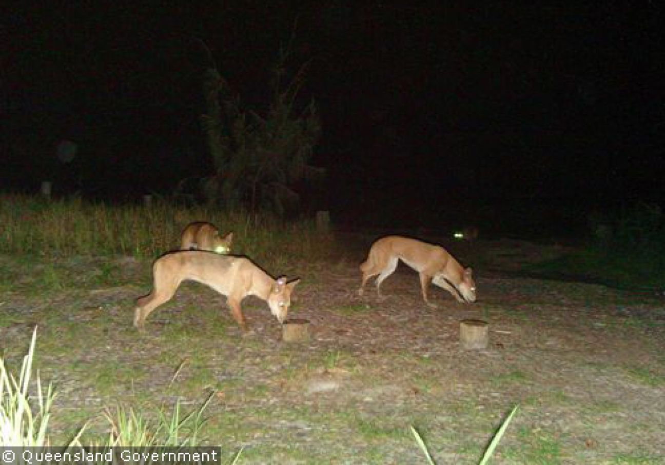 Fraser Island Dingoes