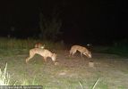 Fraser Island Dingoes