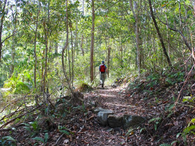 Photo of the Morelia track where you can explore a range of forest types.