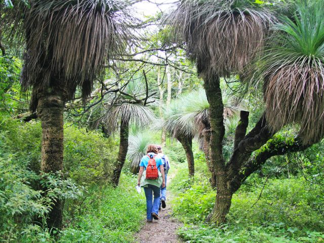 The forest opens up on the way to Pine Gorge lookout.