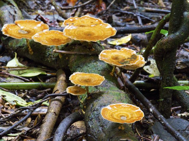 See colourful 'rainforest recyclers' on the Rainforest walk.