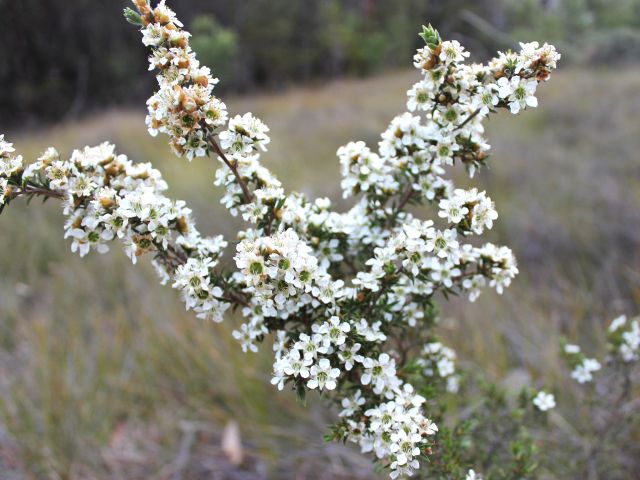Spring-time wildflower displays are a feature of Haydens Ridge walkers' camp.