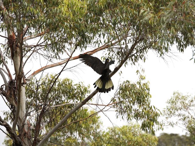 Look for yellow-tailed black-cockatoos in the tall gums around Stone Cottage walkers' camp.