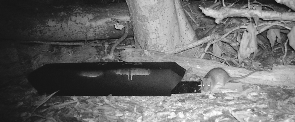 Black-and-white camera trap image showing a small a black rat a rectangular ink monitoring station at the base of a tree.