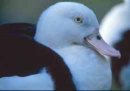 Radjah shelduck. 