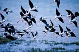 Photo of Black-winged stilts