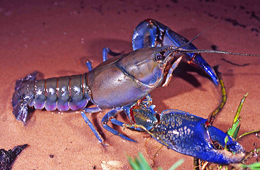 The common yabbie thrives in Lake Broadwater. 
