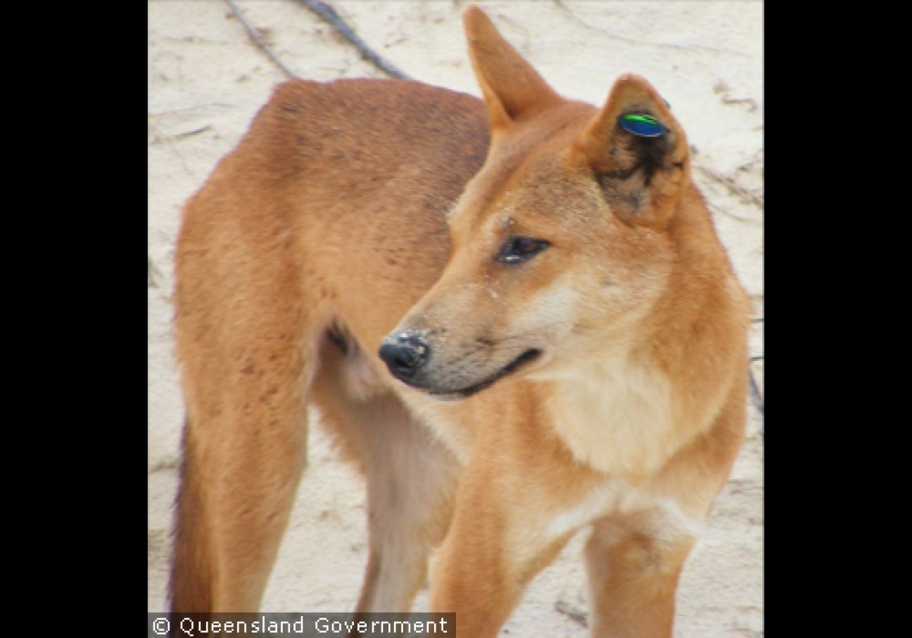 Fraser Island Dingoes