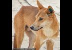 Fraser Island Dingoes