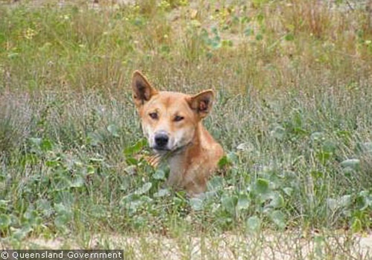 Fraser Island Dingoes