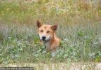 Fraser Island Dingoes