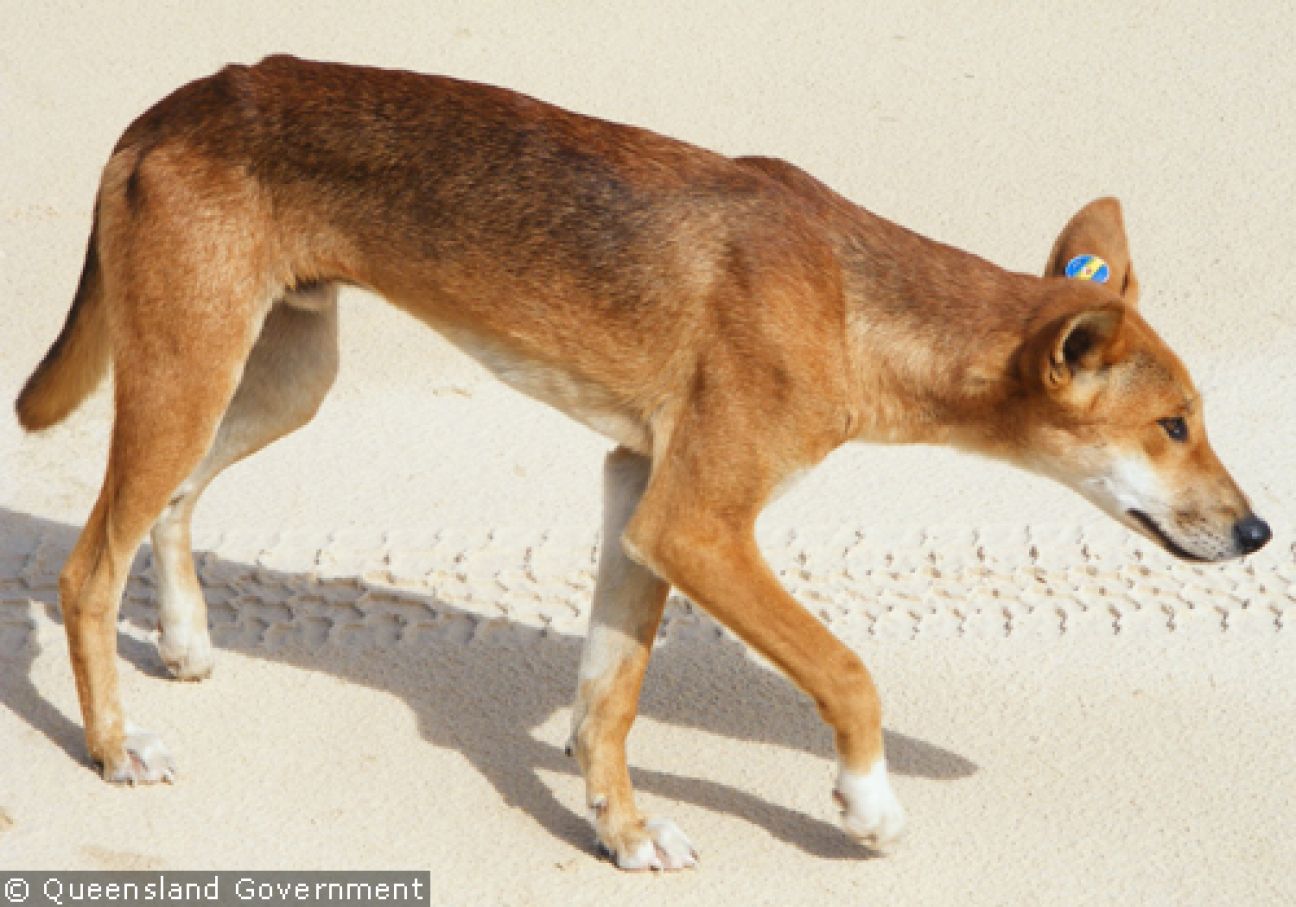 Fraser Island Dingoes