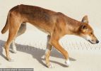 Fraser Island Dingoes