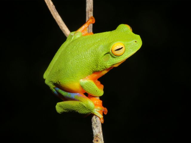 Many species of frogs, such as this graceful treefrog, live in the rainforest and paperbark swamps.