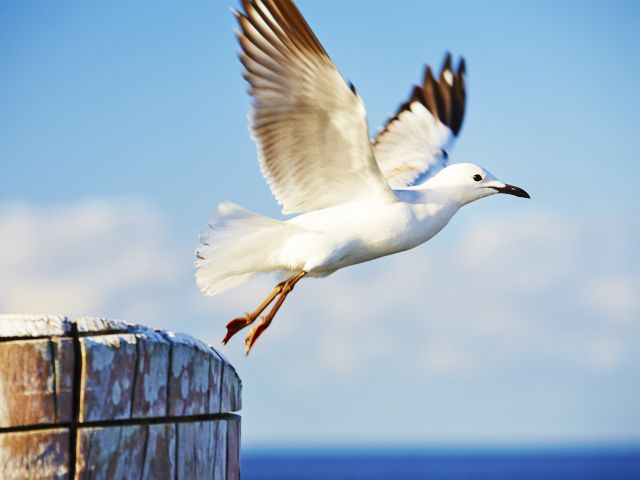Green Island jetty is a great place to spot green turtles.
