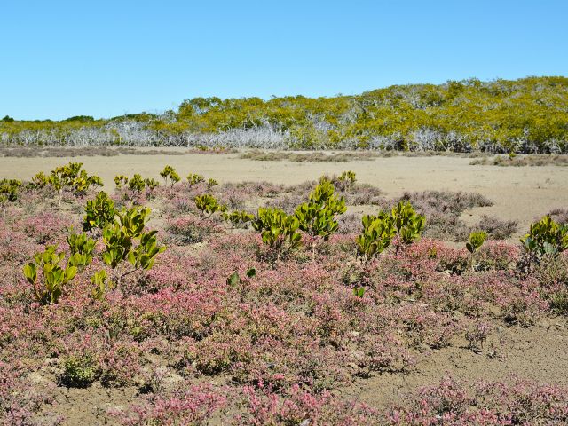 Image of the estuary from Cape Creek camping area.