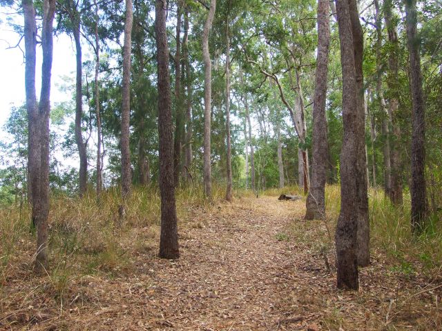 Admire the straight stands of rough and smooth barked eucalypts along the Cedar Grove hiking trail.