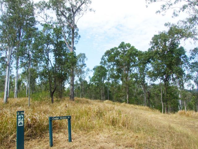 Branching off the Rainforest walk, the Cedar Grove hiking trail explores further afield in Amamoor State Forest.