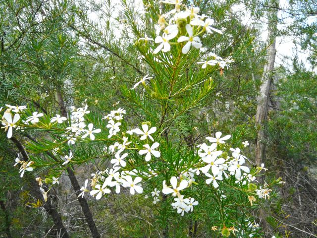 The banksia woodland is scattered with flowering wedding bush.
