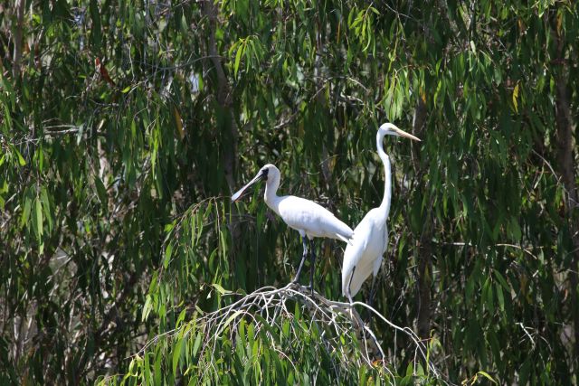 Spoonbill and egret.