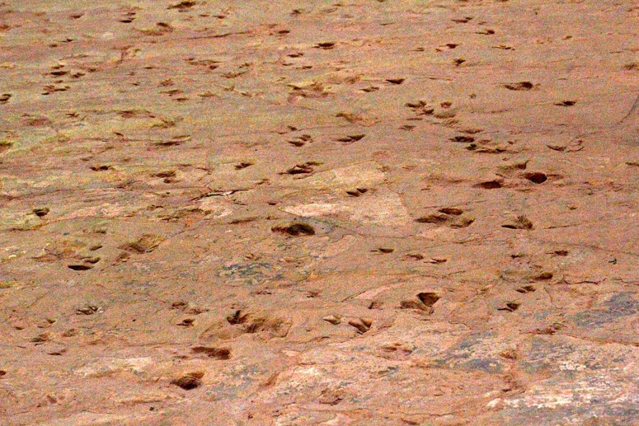 Preserved dinosaur tracks, Lark Quarry Conservation Park.