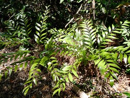 Bowenias grow along the track edges. 