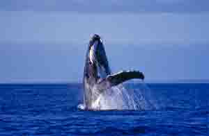 Humpback whale breaching. 
