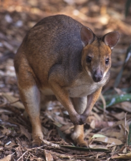 Red-legged pademelon. 