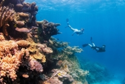 Image of fringing reef, Clam Gardens, in Watsons Bay, Queensland.