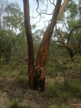 Eucalyptus similis (yellow jacket) trees are characterised by their vivid yellow bark.