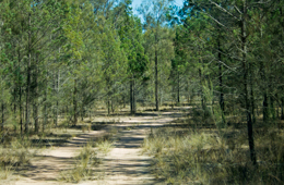A 5 km drive leads through the park's eucalypt and cypress woodland communities. 