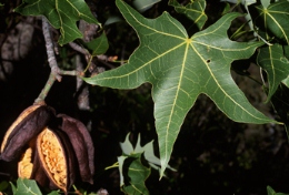 Bottle trees, growing beside the walking tracks, have distinctively shaped leaves and seed pods.