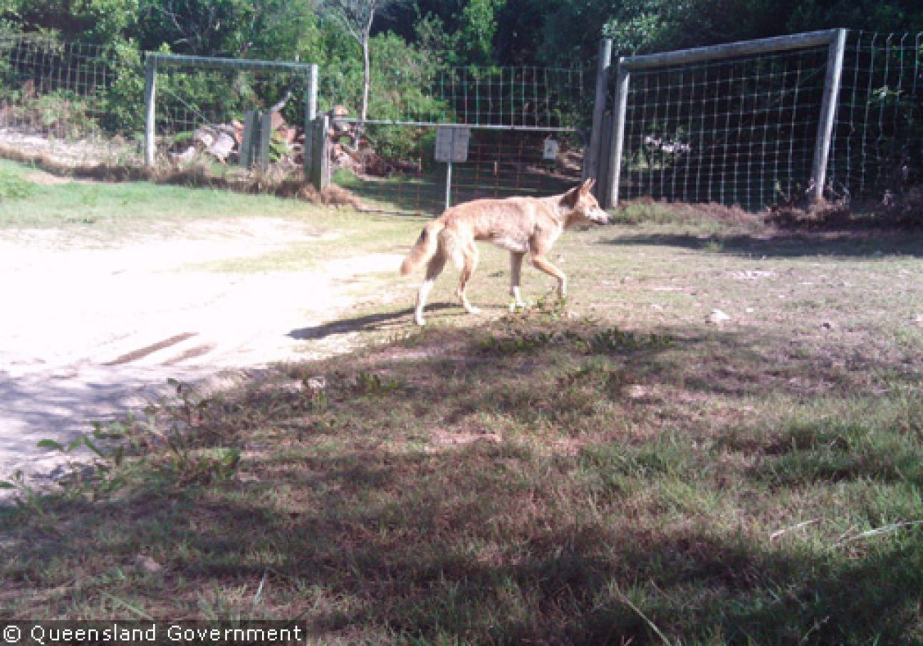 Fraser Island Dingoes