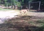 Fraser Island Dingoes