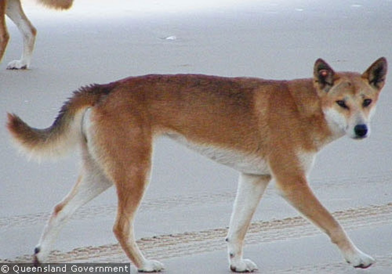 Fraser Island Dingoes